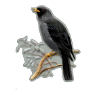 Ptaki Polski-icoon