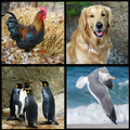 Animal Sounds - Animal quiz