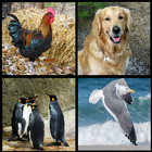 Animal Sounds - Animal quiz icon