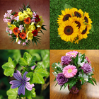 Bouquets HD Wallpapers icon