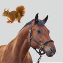 Encyclopedia animals for kids APK