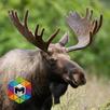 Moose Simulator APK