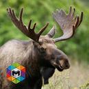 Moose Simulator APK