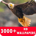 Eagle Live Wallpapers HD