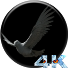 Eagle 3D Video LWP icon