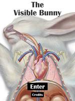 The Visible Bunny Affiche