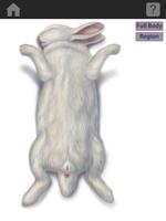 The Visible Bunny capture d'écran 1