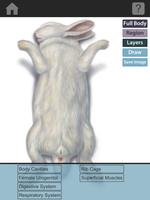 The Visible Bunny capture d'écran 2