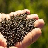 Grain Drill Calibration Calc