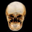 ”Dental Panoramic Radiology