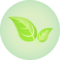 Living Jasmine