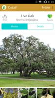 Trees: North & Central Florida bài đăng
