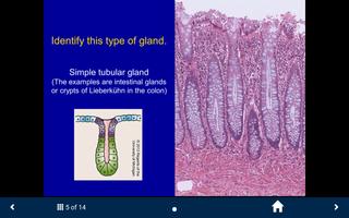 Histology capture d'écran 3