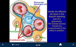 3 Schermata Histology Lite - SecondLook