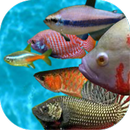 Ancient Fish Pack APK