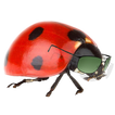 Base Jumping Ladybug