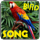 Song of Birds. aplikacja