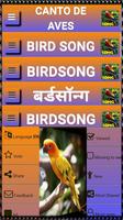 Song of Birds. постер