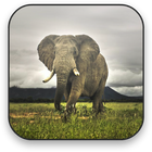Elephant Free Video Wallpaper icône