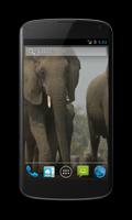 Elephant Free Video Wallpaper Affiche