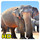 elephant wallpaper icon