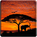 Elephant Live Wallpaper APK