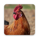 Rooster Sounds - Alarm Ringtones APK