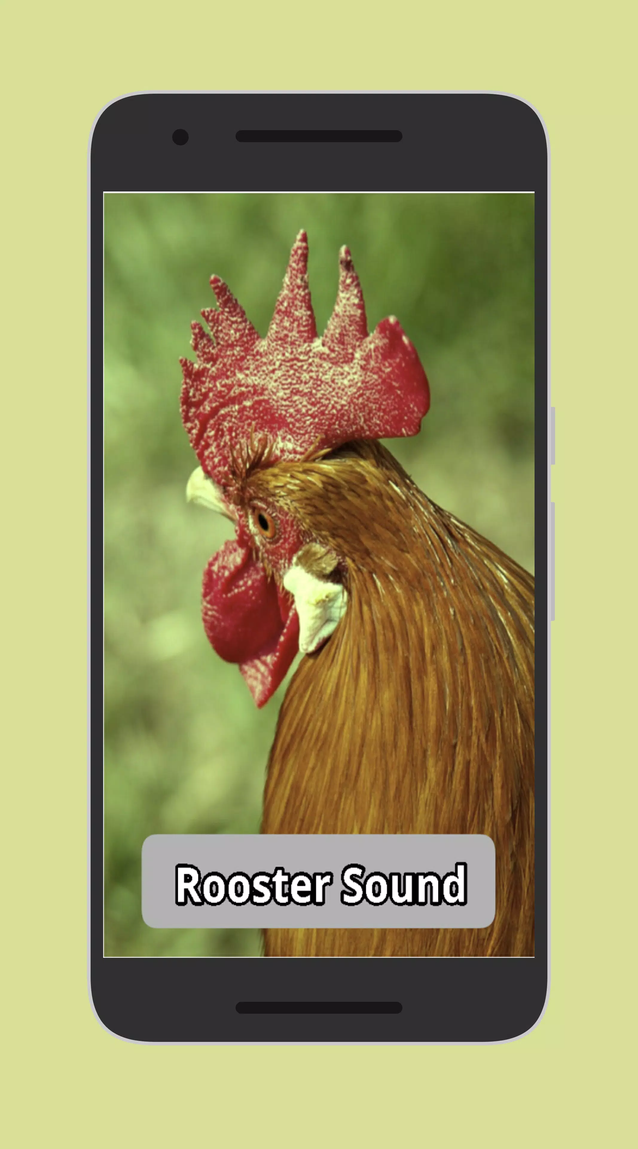 Rooster Sounds APK for Android Download