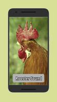 Rooster Sounds Affiche