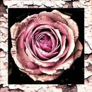 Rosas, Poemas y Versos APK