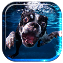 APK Underwater Dogs Live Wallpaper