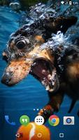 Underwater Dogs Live Wallpaper screenshot 3