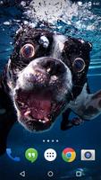 Underwater Dogs Live Wallpaper poster