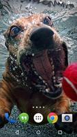 Underwater Dogs Live Wallpaper screenshot 1