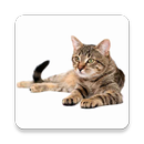 Calculadora Edad del Gato - Años humanos felinos APK