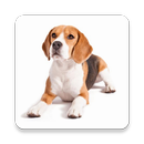 ¿Qué raza de perro elegir? ¿Cuál me pega a mi? APK