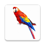 El Loro - Repite lo que dices, habla y te contesta