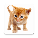 Traductor de gatos – Traduce a maullidos APK