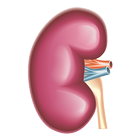 Renal function icône