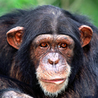 Chimp Memory Test Lite أيقونة