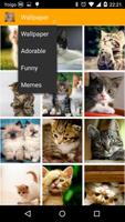 Vk  My Cat Wallpaper memes Affiche