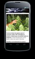 Marihuana Urbana V.G capture d'écran 3