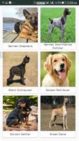 Dog Breed Recognizer Screenshot 1