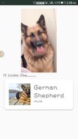 Dog Breed Recognizer Screenshot 2