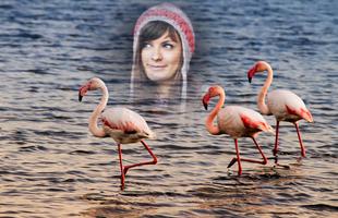 Flamingo Photo Frames screenshot 2