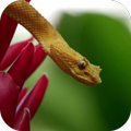 Exotic snake