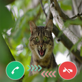 Best Fake Call Cat