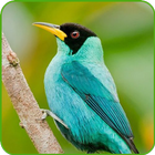 Fondos de Aves Zeichen
