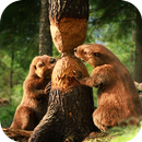 Forest Animals Beaver LiveWP APK