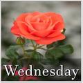Wednesday